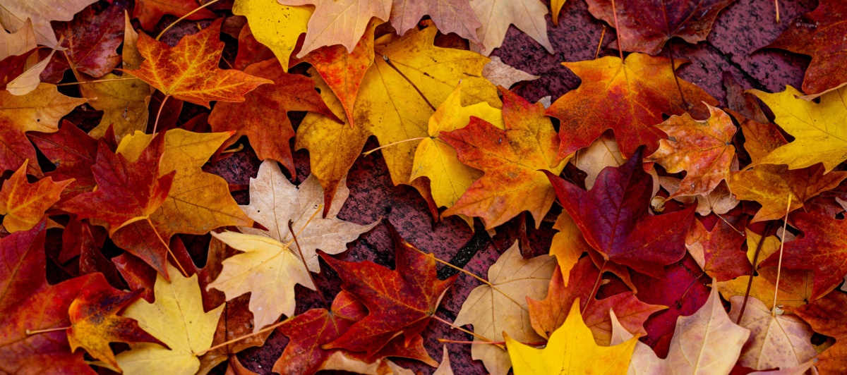 Featured image for “Campark – What to Pack for Fall Camping: Staying Warm, Dry, and Cozy Outdoors”