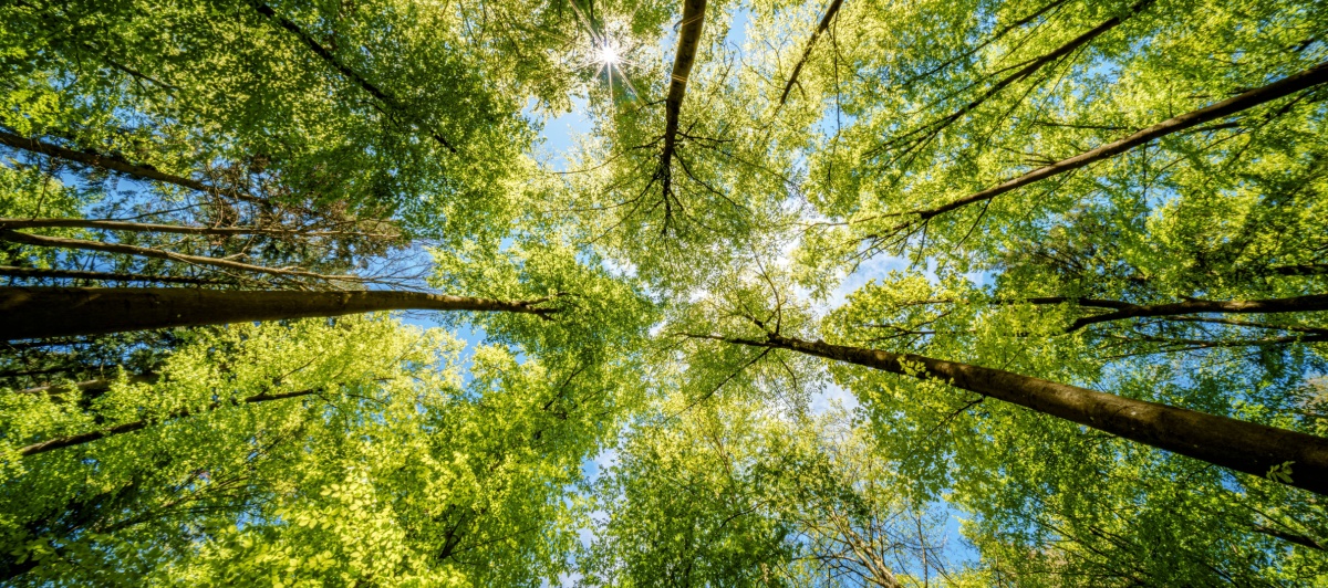 Featured image for “Staying Eco-Friendly While Camping: Small Steps That Make a Big Impact”